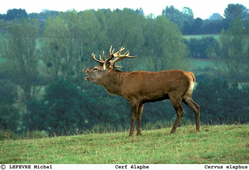 212 Cerf élaphe.jpg - Cerf élaphe - Cervus elphus - Ardennes